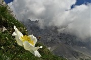 70 Pulsatilla alpina  (Pulsatilla alpina)